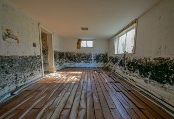 Deal with Drywall Mold Growth Fast | Drywall Repair Santa Monica CA