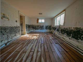 Deal with Drywall Mold Growth Fast | Santa Monica CA