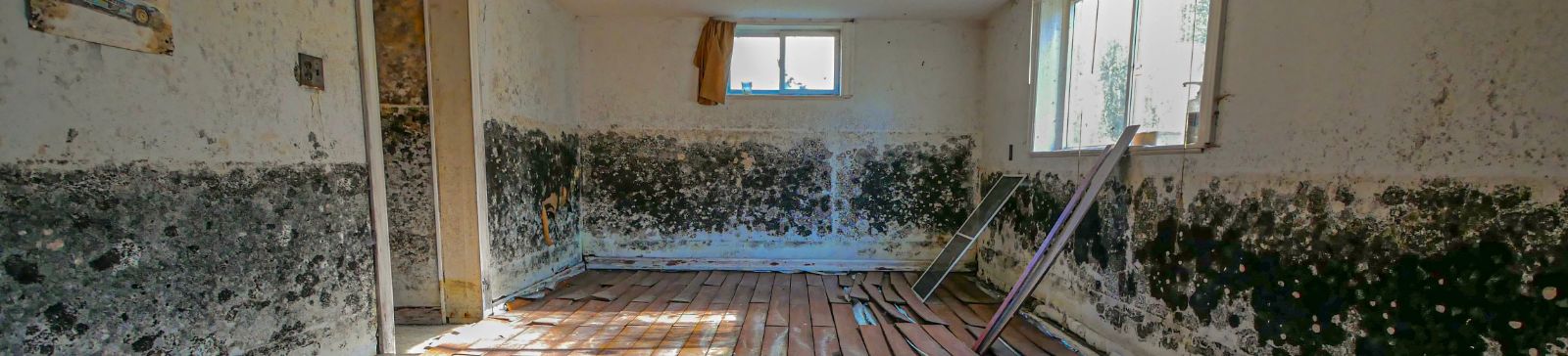 Deal with Drywall Mold Growth Fast